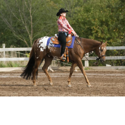 cowgirl horse land