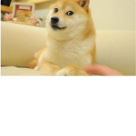 Chihuahuas/doge :)