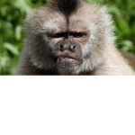 Le_MonkeyYT