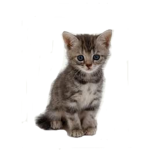 Kitten Group:#