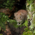 Forest Rats