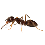 Ants of the counter