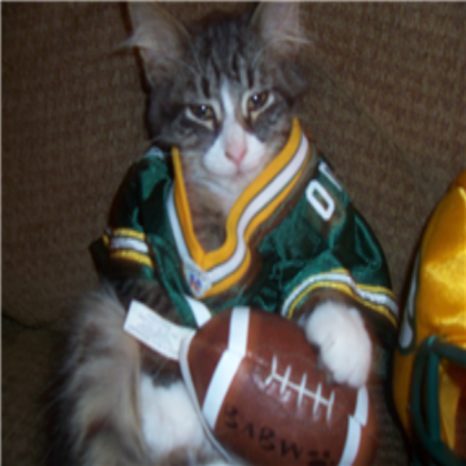 my packer fan cat is poseing Roblox decal