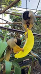 YumYum bananas