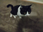 Cat member army