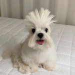 Snoopsie Hair