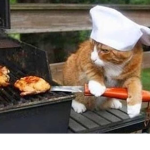 grilling cat gang