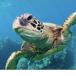 Turtles are epic and cool