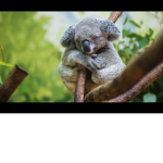 Koala Fan Club (cute)
