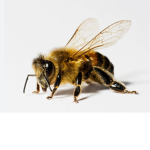 Bee Army (BA)