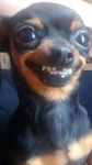 Doggy Games CO