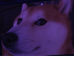 doge of bobux