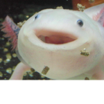 The Axolotl HQ