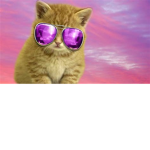 Cat group!!!!!!!!!