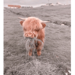 ~Moo Club~