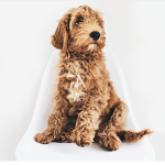 #DogSquadX