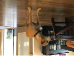Dogs and puppies hang out