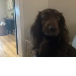 Doggee Team Rules