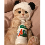 Hello cat group