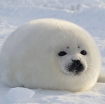 SealsUnited