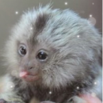 marmoset