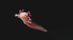 The Axolotl Sanctuary