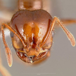the ant base