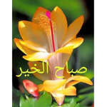 مرحبا ### مرحبا ### مرحبا ###