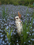 rabbitfoott