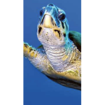 Alliance of The Turtles