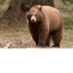 cutebear fam