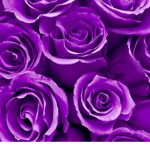 coole rosen