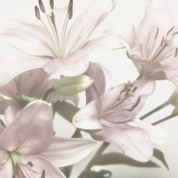 ˖   ✦  𝘦