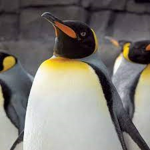 Penguin Pro Gamers