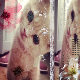 amour$ aesthetic homestore