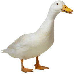 Raining Ducks