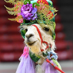 Lea’s Llamas