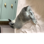 teelcat126
