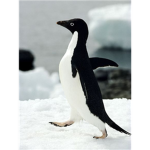 Penguins lovers group.