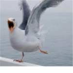 swag seagulls club