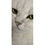 Zdrastee