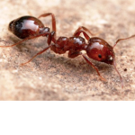Colony of Fire Ants