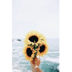 Sunflower shine