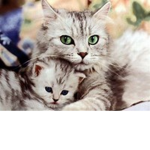 Electric Kittens United!