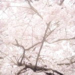 ˚ . ・ 🌸 ・ . ˚ 🪽 ♡