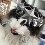 -- cats --