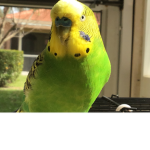 Pablo the bird squad