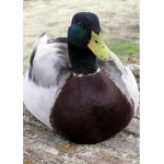 The Quakamole Ducks