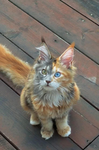 _Cat Destiny_