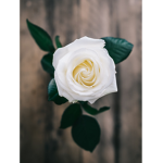 Lily Flower Clothing.